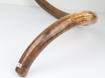 Restored Siberian Woolly Mammoth Tusk