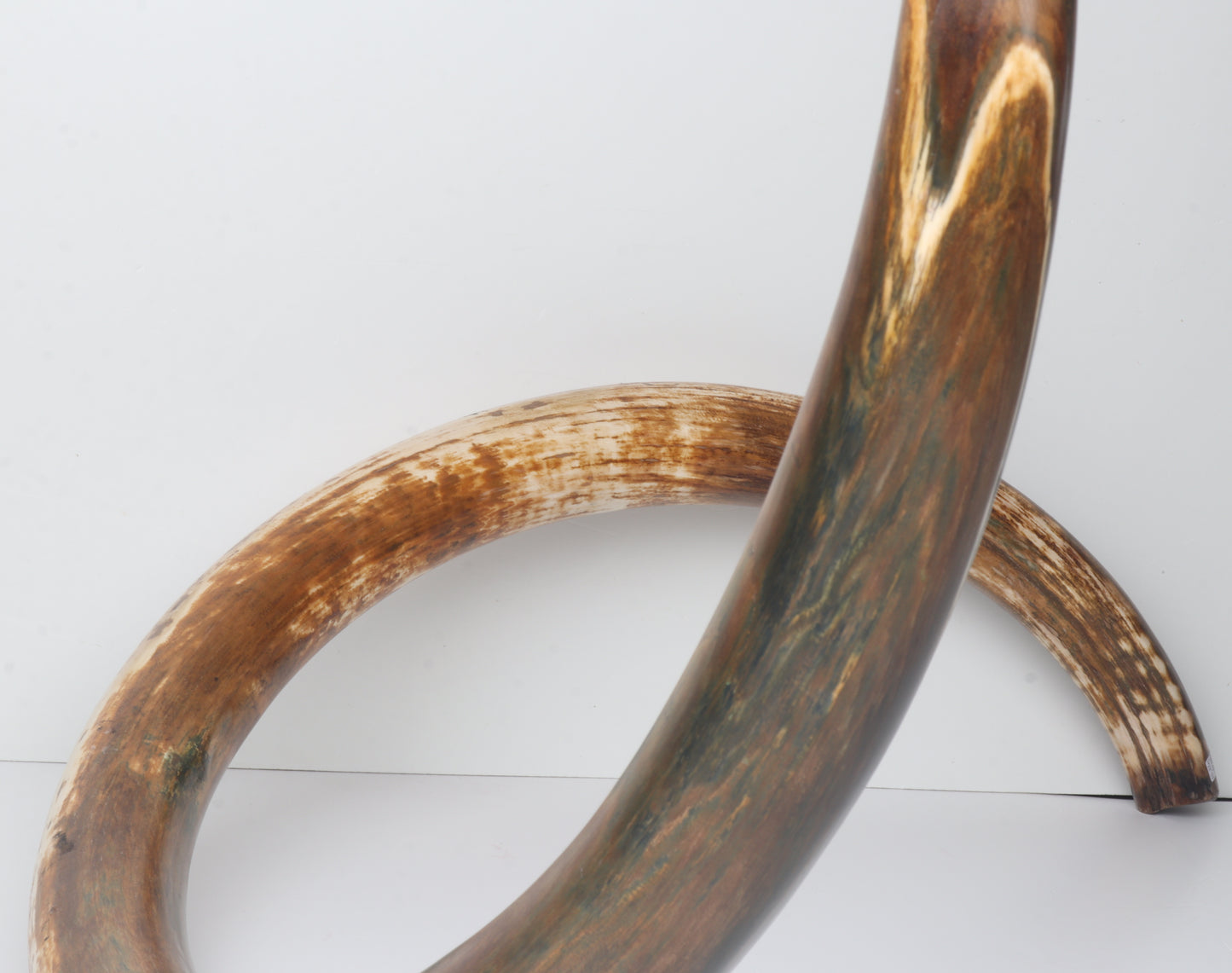 Restored Siberian Woolly Mammoth Tusk