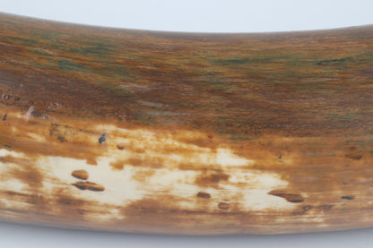 Restored Siberian Woolly Mammoth Tusk