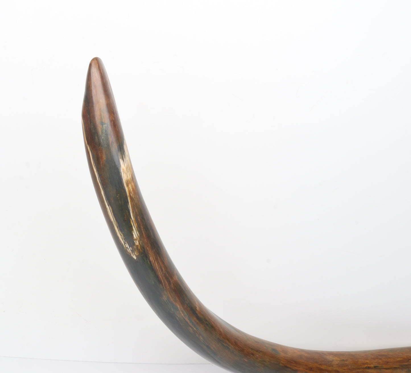 Restored Siberian Woolly Mammoth Tusk