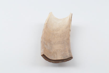 Caramel-brown mammoth bark