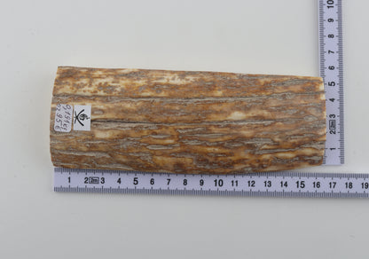 Beige-orange mammoth bark