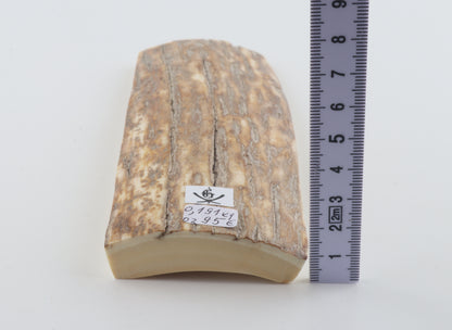 Beige-orange mammoth bark