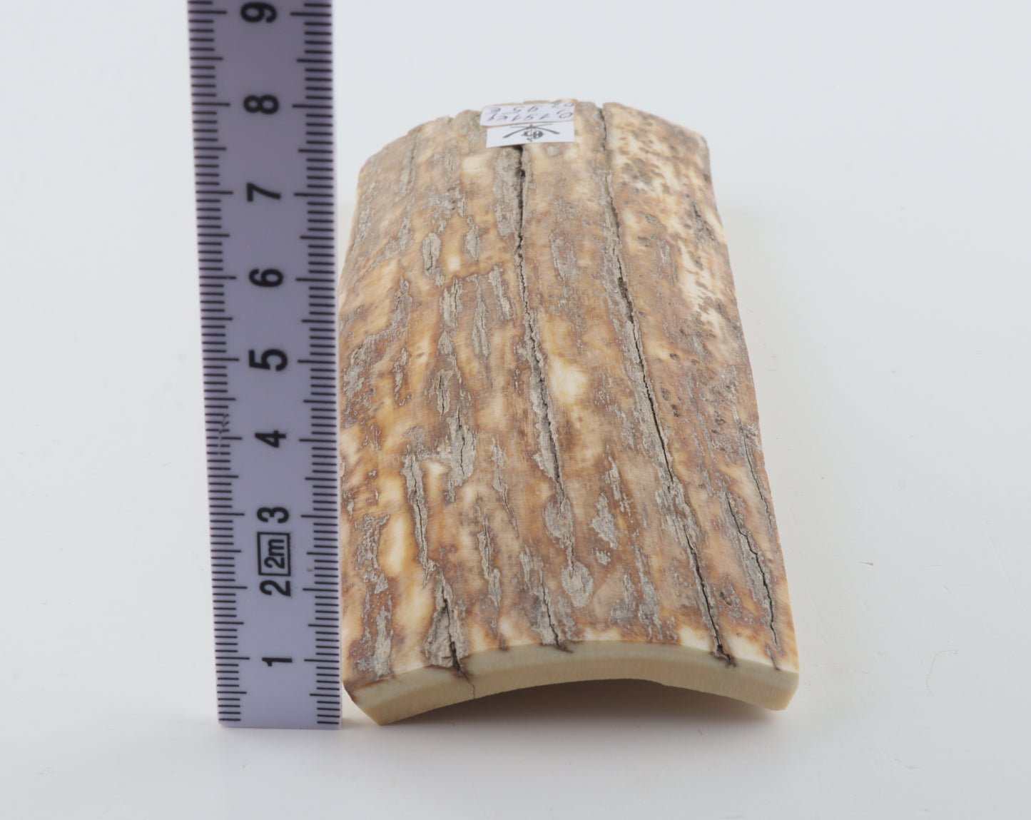 Beige-orange mammoth bark
