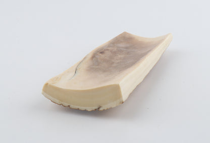 Beige-orange mammoth bark