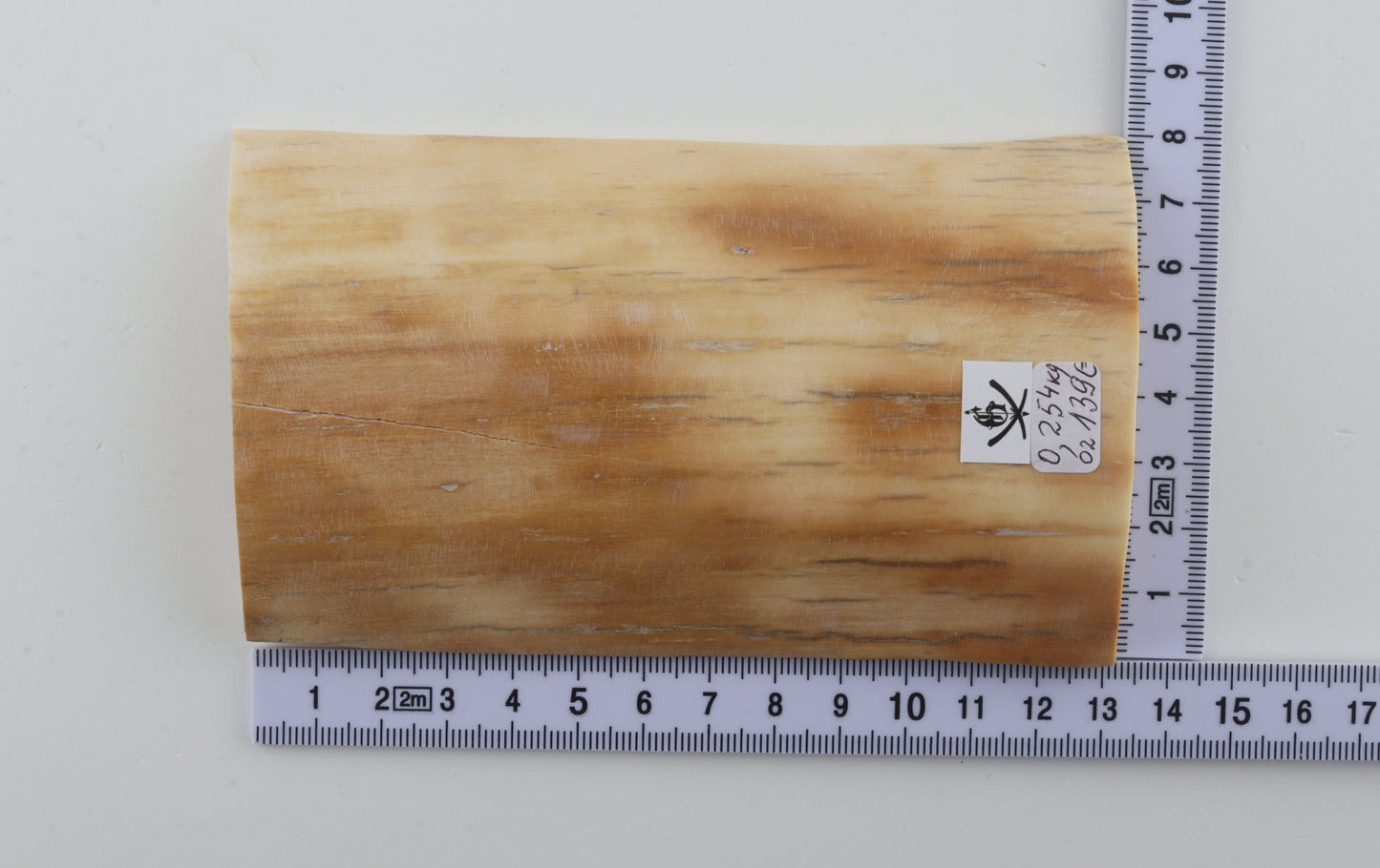 Creme-orange mammoth bark