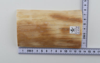 Creme-orange mammoth bark