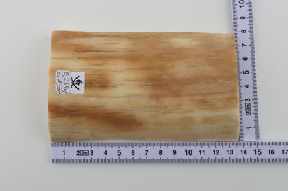 Creme-orange mammoth bark