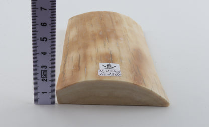 Creme-orange mammoth bark