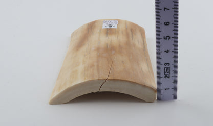 Creme-orange mammoth bark