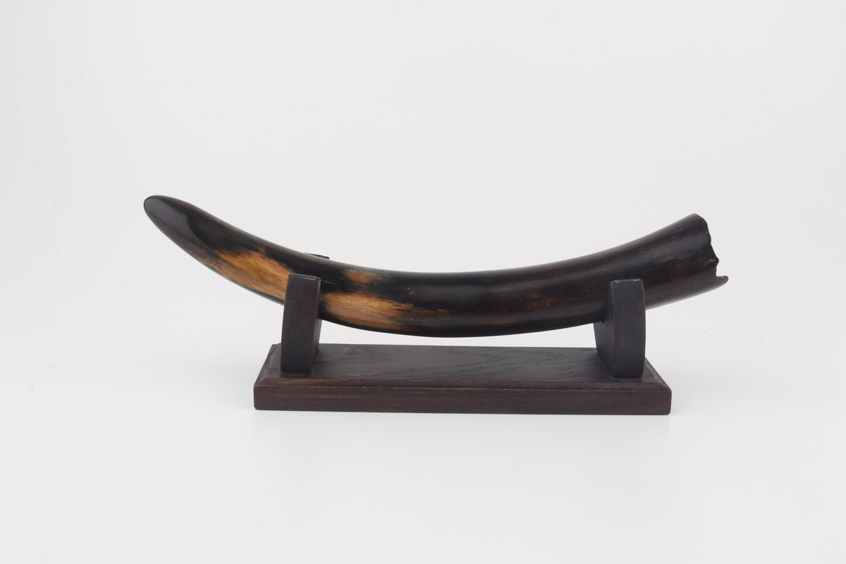 Restored woolly mammoth tusk