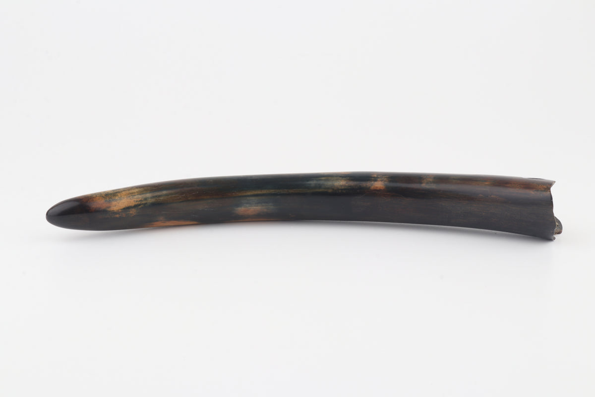 Restored woolly mammoth tusk