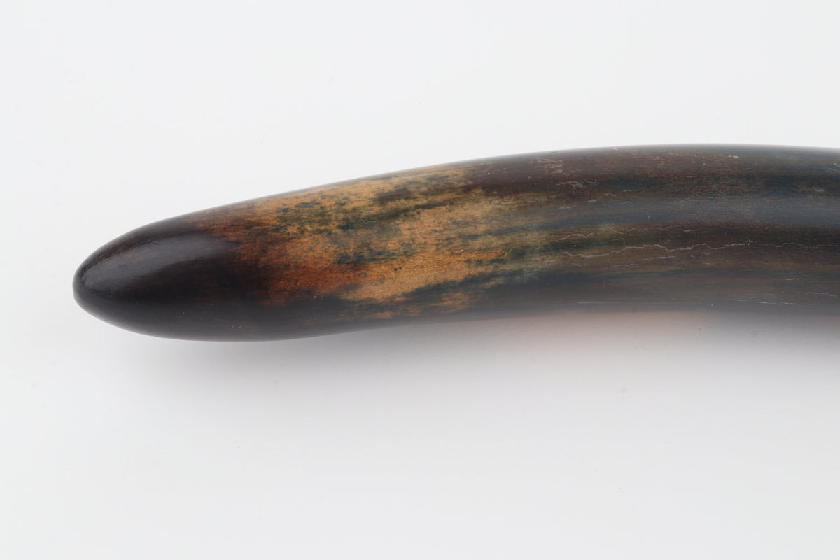 Restored woolly mammoth tusk