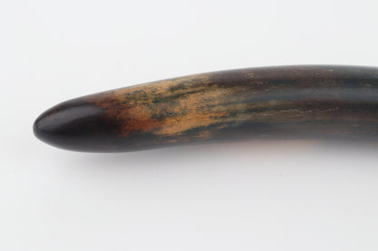 Restored woolly mammoth tusk