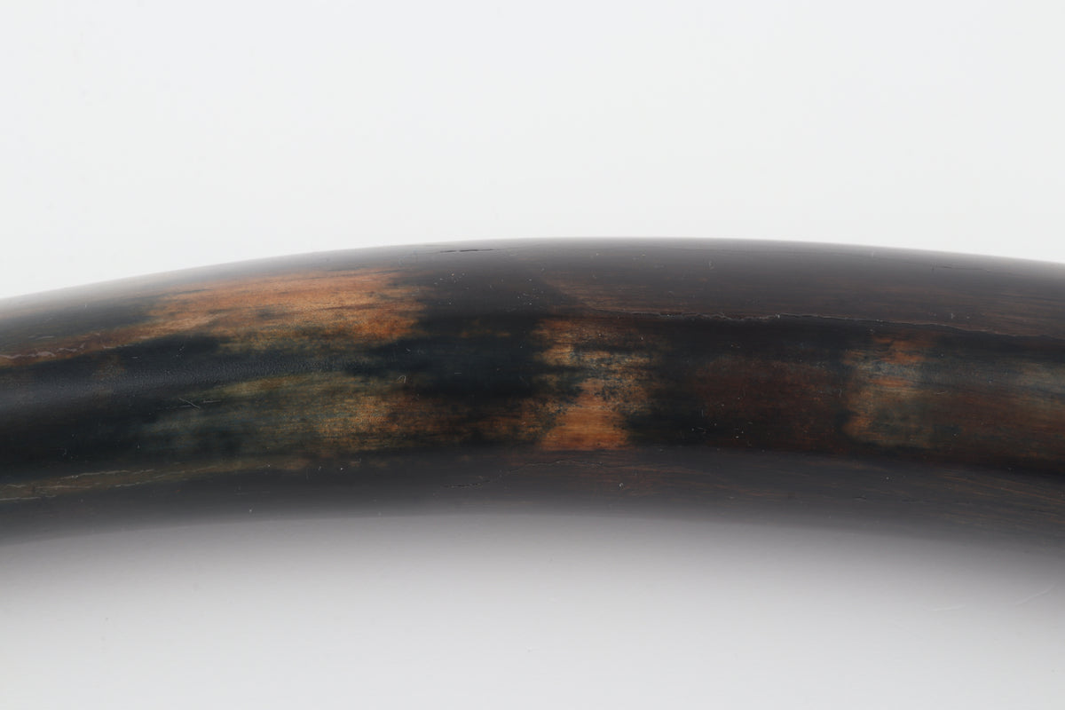 Restored woolly mammoth tusk