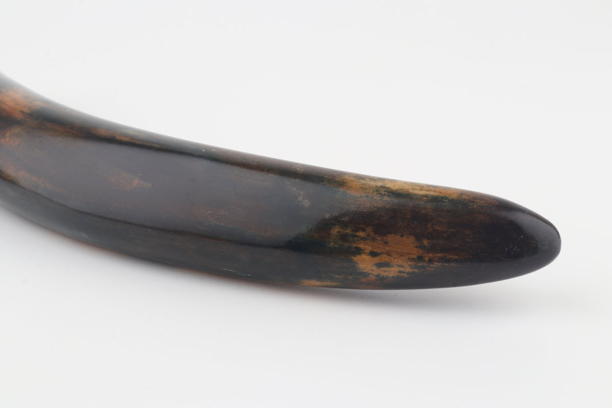 Restored woolly mammoth tusk