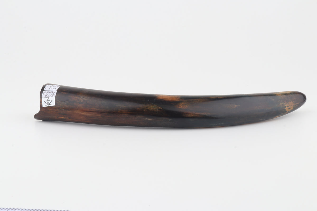 Restored woolly mammoth tusk