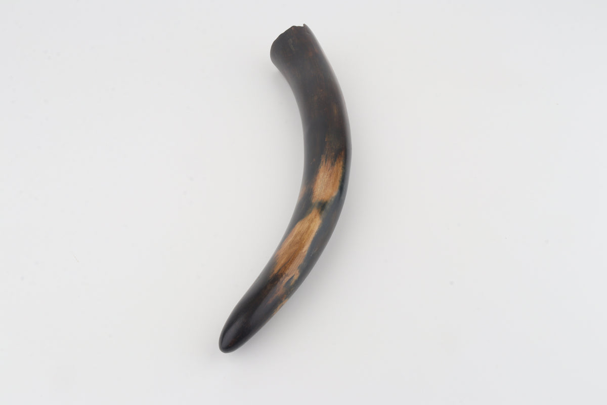Restored woolly mammoth tusk