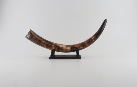 Restored woolly mammoth tusk