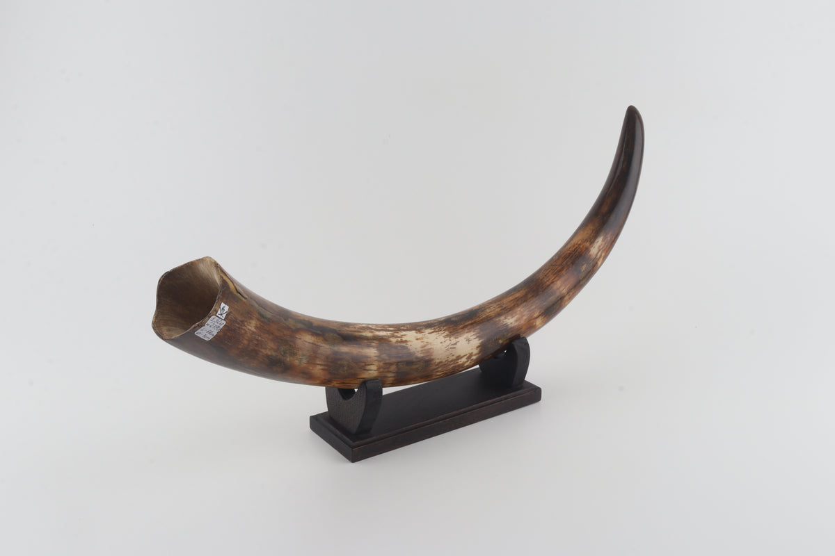 Restored woolly mammoth tusk