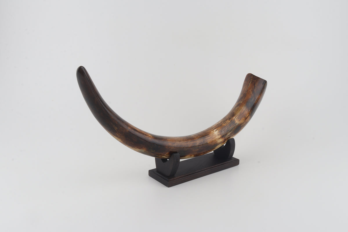 Restored woolly mammoth tusk