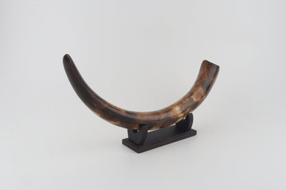 Restored woolly mammoth tusk