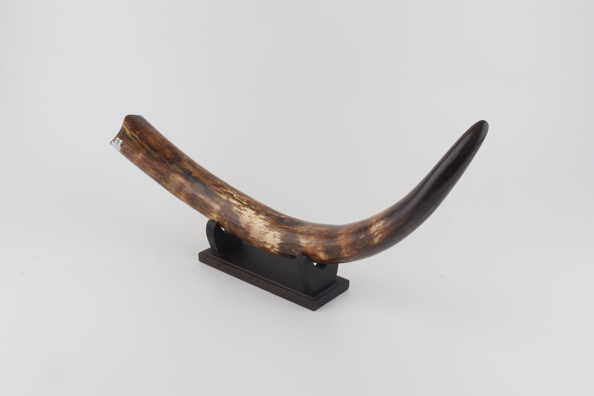 Restored woolly mammoth tusk