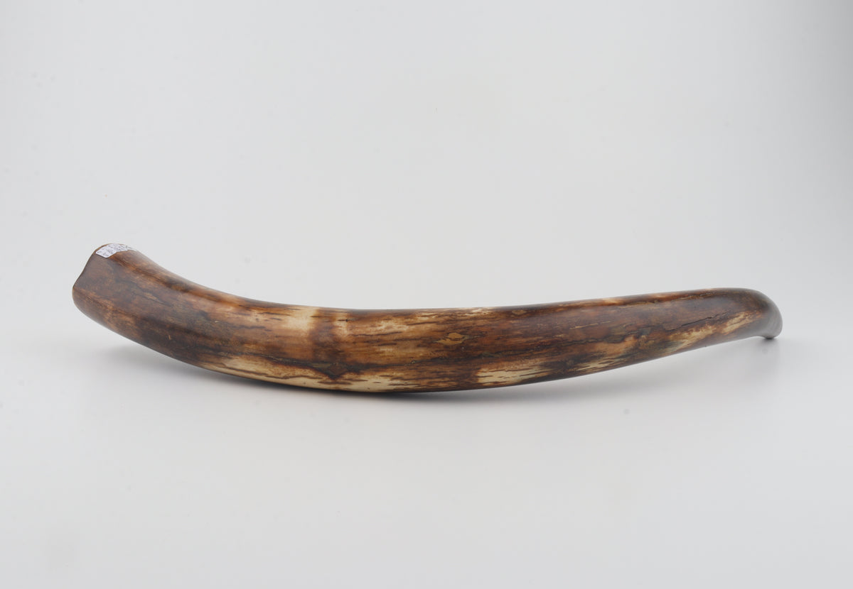 Restored woolly mammoth tusk