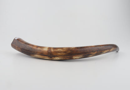 Restored woolly mammoth tusk