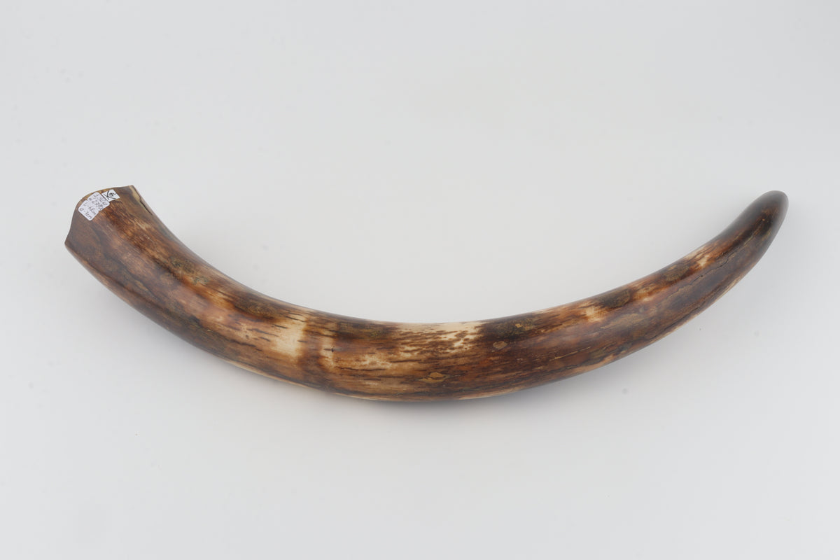 Restored woolly mammoth tusk
