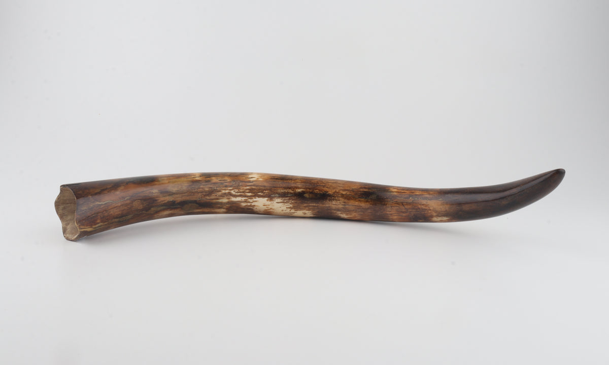 Restored woolly mammoth tusk