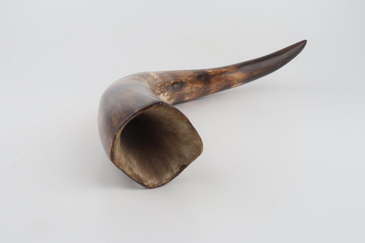 Restored woolly mammoth tusk