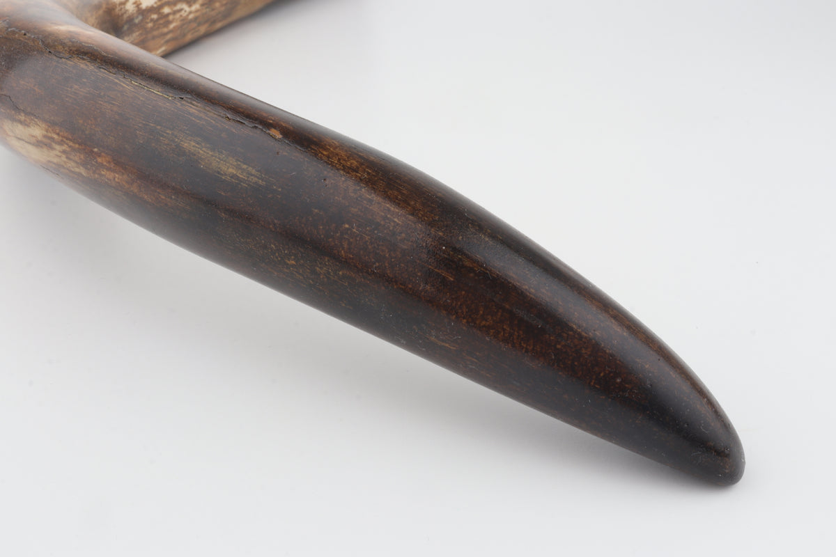 Restored woolly mammoth tusk