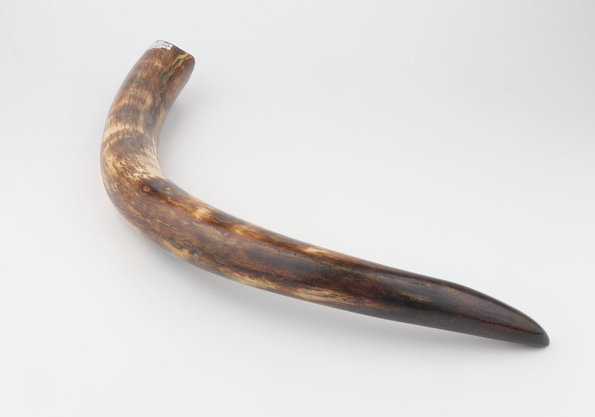 Restored woolly mammoth tusk