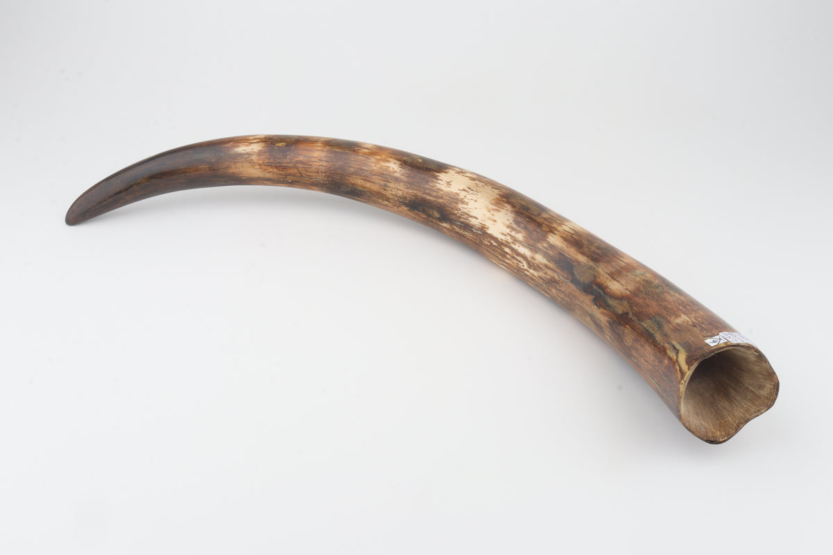 Restored woolly mammoth tusk