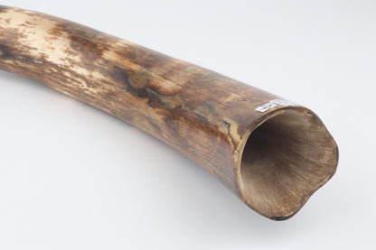 Restored woolly mammoth tusk