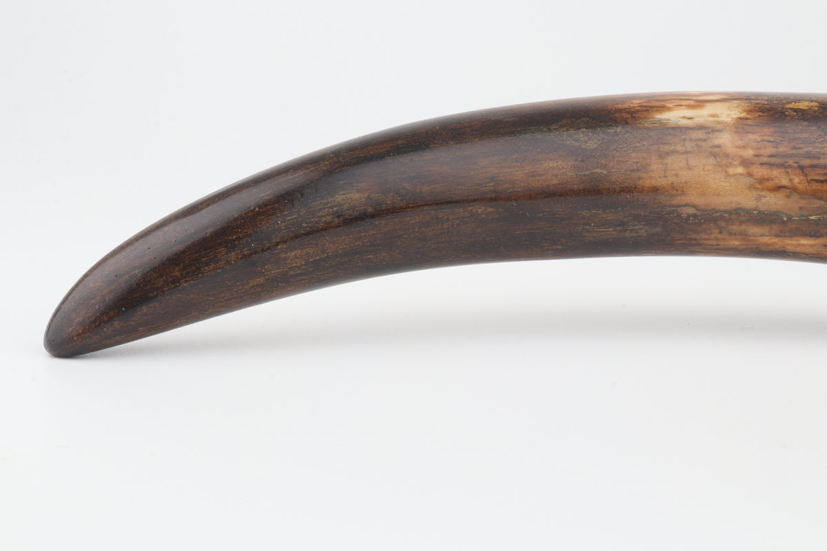 Restored woolly mammoth tusk