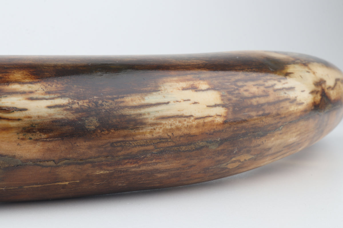 Restored woolly mammoth tusk