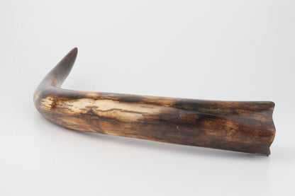 Restored woolly mammoth tusk