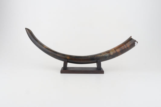 Restored woolly mammoth tusk