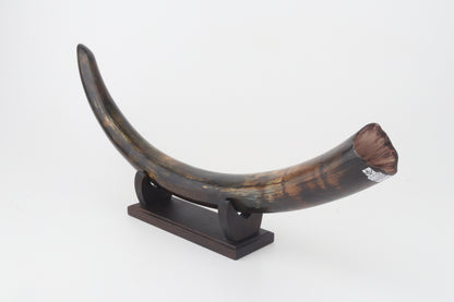 Restored woolly mammoth tusk