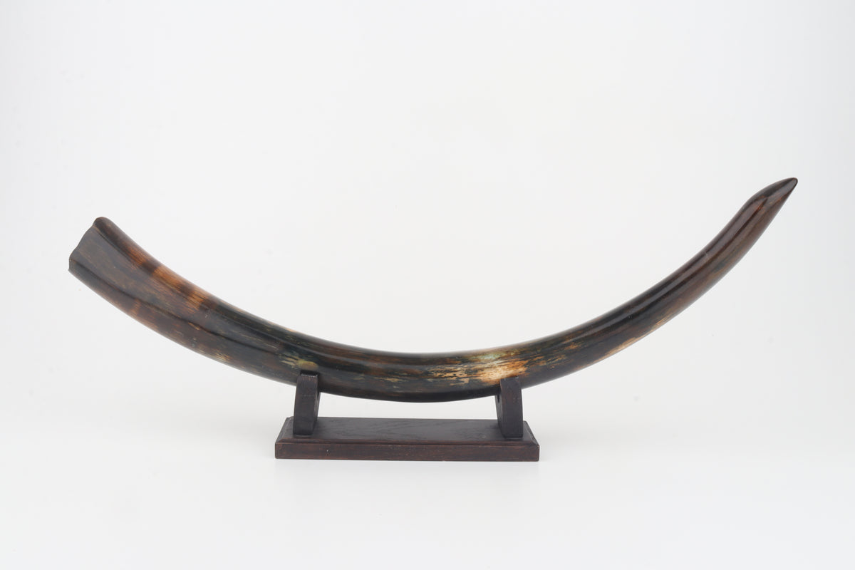Restored woolly mammoth tusk