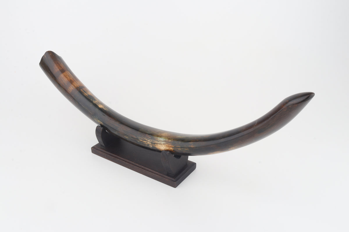 Restored woolly mammoth tusk