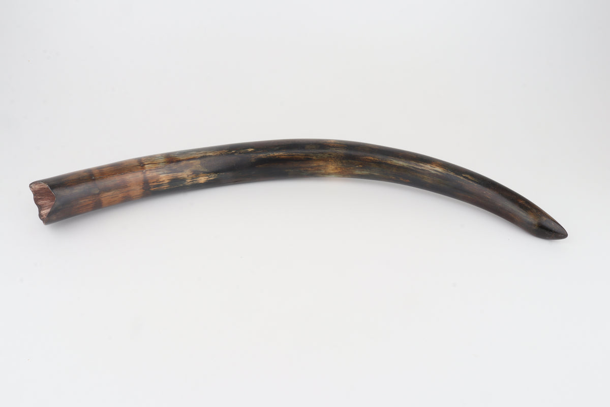 Restored woolly mammoth tusk