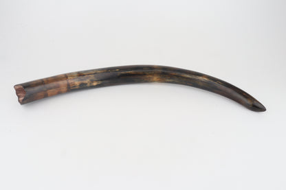 Restored woolly mammoth tusk