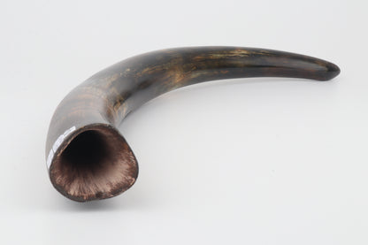 Restored woolly mammoth tusk
