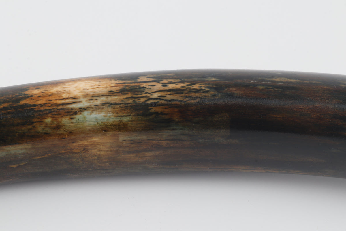 Restored woolly mammoth tusk
