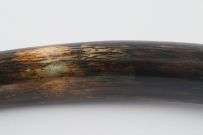 Restored woolly mammoth tusk