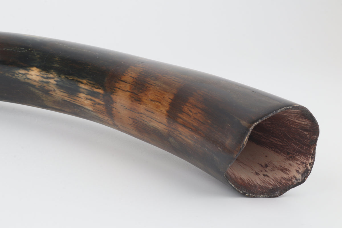 Restored woolly mammoth tusk