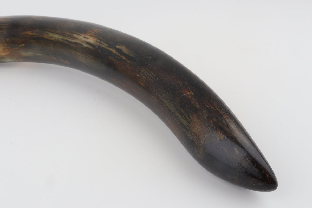 Restored woolly mammoth tusk
